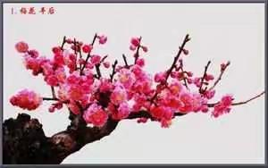 中国十大名花。