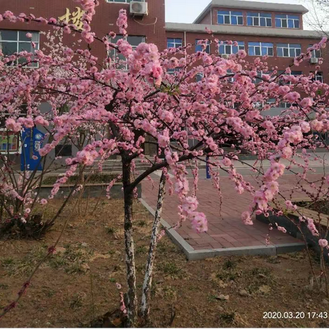 巾帼花开别样红，战疫路上筑芳华