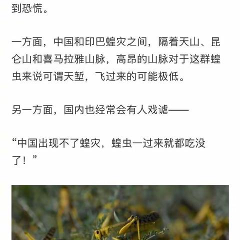 蝗虫，群居的不能吃