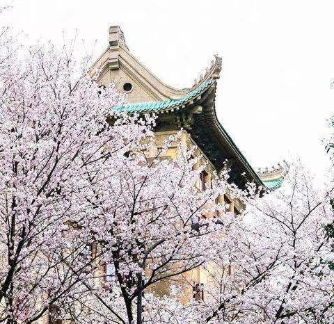 加油南雁！我们一起抗疫情，迎亲归，相约武大看樱花