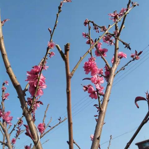 植树种花，打造绿美校园；花红柳绿，映托春意盎然。石洞中心校北河底小学校园绿化记实