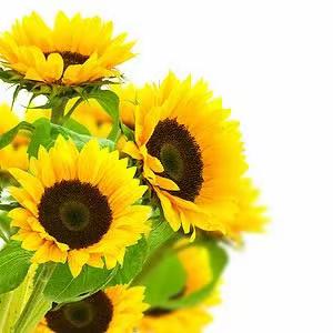 玉兰飘香～海派插花艺术带老兵走进平凡亦有光的体验