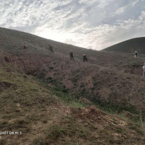 造林逢甘霖，抢墒种柠条