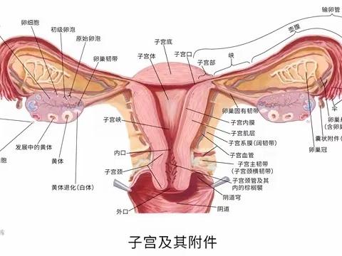 宫颈纳囊--宫颈上的青春痘