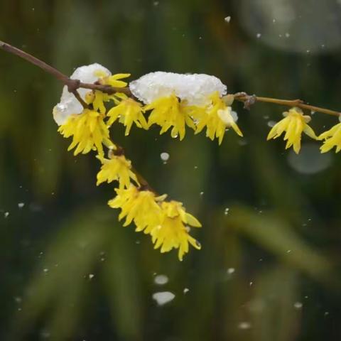 踏雪寻梅