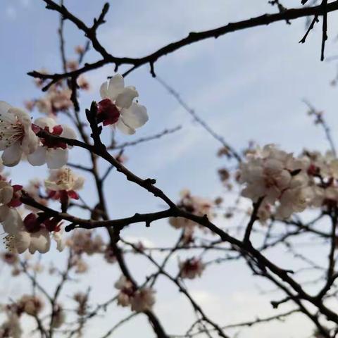 植树造林绘绿意，不负此时好春光——台子街西大寺教众开展植树造林活动