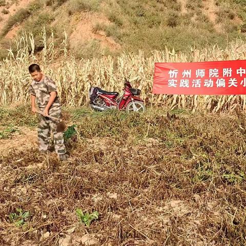 [附中学子这样过国庆]体验丰收喜悦，少年茁壮成长——忻州师院附中初362班冯崇高2022年国庆假期实践活动小记