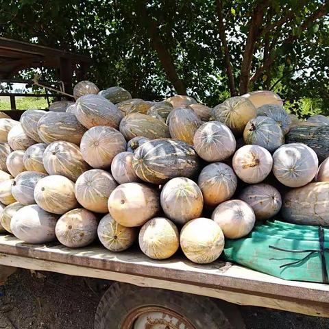 海丰县城卖菜记之平东载金瓜