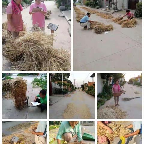 鄠邑区完成了冬小麦肥料利用率试验实收记产取样送样