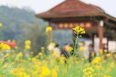 【油菜花】“ 广州美丽乡村 “花都梯面红山村、曼古园纯玩一天