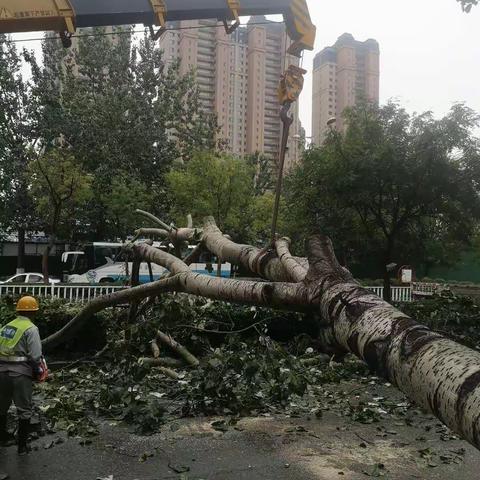 【海港园林】快速处置倒伏树木，全力保障道路畅通