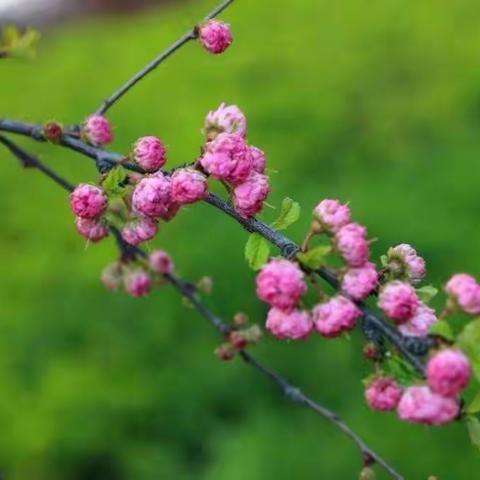 好课百磨     尽显芳华