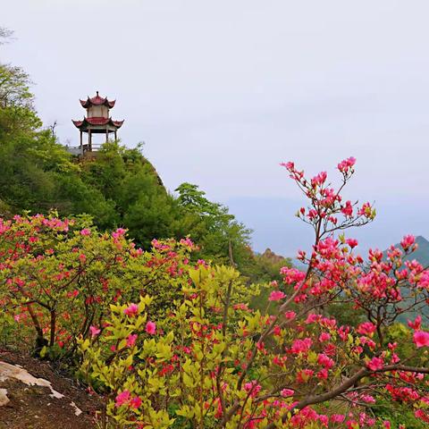 英山羊角尖杜鹃花正艳