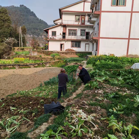 芭蕉镇：“四导”助力技术推广，大豆玉米带状复合种植保障粮食稳产保供