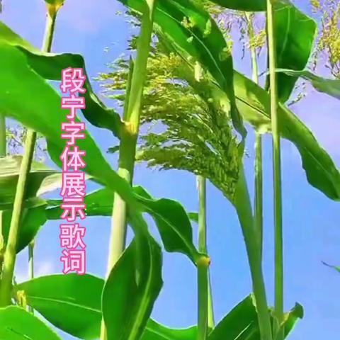 歌里飘着字的味道