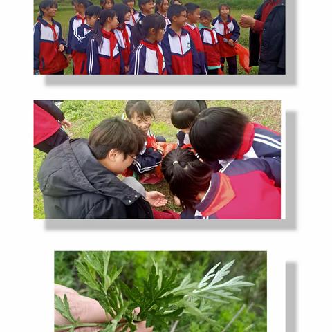 创特色课程·扬传统文化——上杭乡中心小学“采艾”纪实