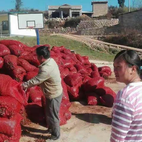 播种希望，播种幸福       ----记河口海嘎村种植户与千金方公司签订种植、收购附子扶贫项目