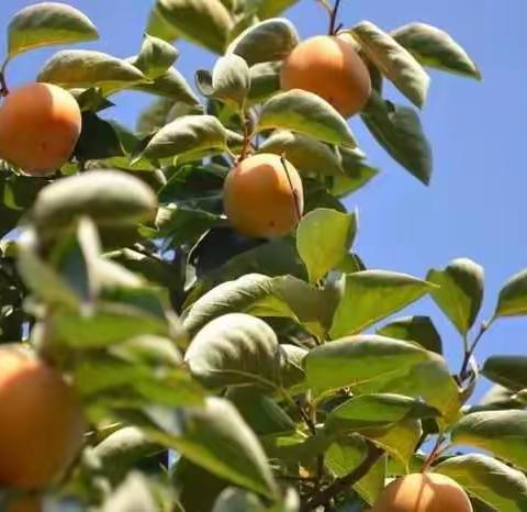 【课程·故事】：“柿柿”如意