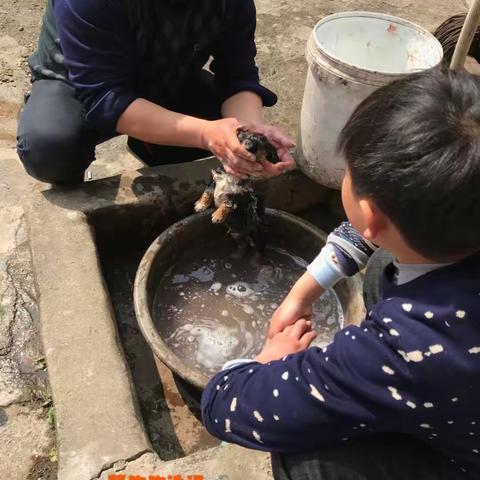 寒假趣事一篇——可爱的小狗