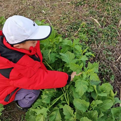 摘辣菜了 摘辣菜了  冬末春初斧头湖边采野菜巡湖堤