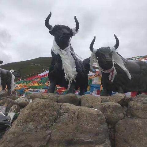 行走修心—圆梦西藏（20180821）（拉萨-米拉山口-卡定沟-林芝）