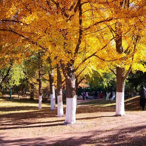 发小青年公园秋季游2019