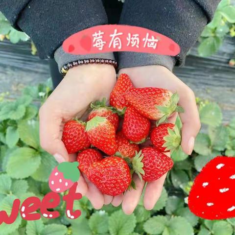 草莓🍓Strawberry