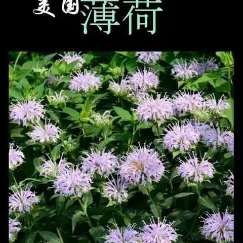 美国薄荷