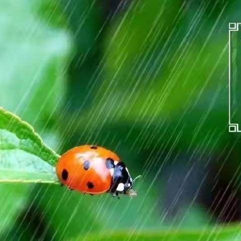 草木萌动 雨水💦有约| 二十四节气之“雨水”