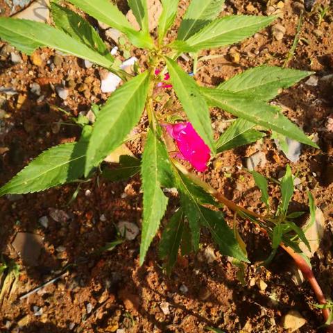 凤仙花成长日记                      朱逸梵 二（11）班