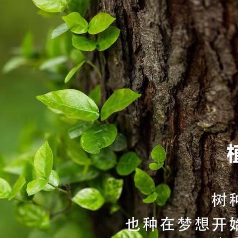 植新绿 寓希望——瑞洪镇中心幼儿园义务植树，践行“蓝天责任”