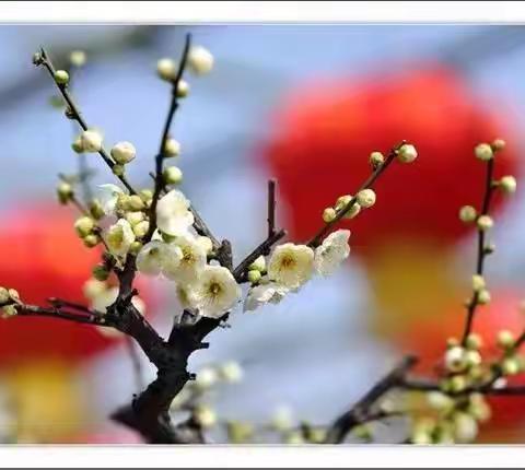 诗边漫步之咏花六首