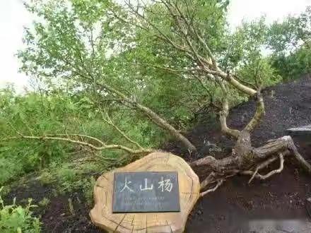 那年，我与火山杨相识