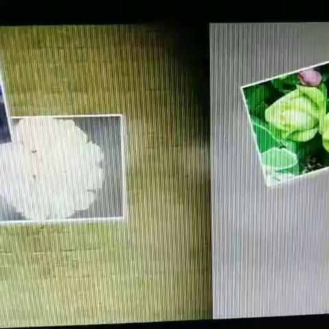 心中的玫瑰