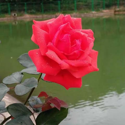 春暖花开的日子