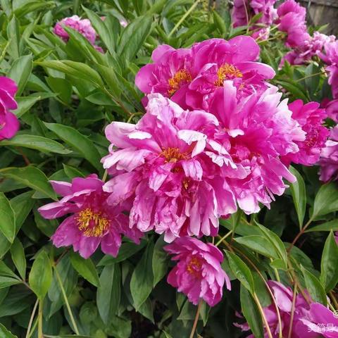 盛夏 汗水 守护