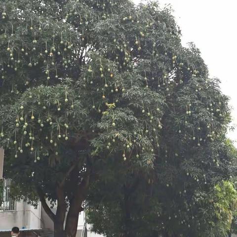 校园的芒果树