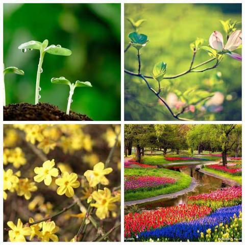 🌱🌸小二班🌸🌱春天来了🌱活动集锦