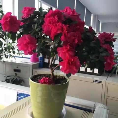 家，就是四季都有花开的地方。喜欢将阳台整理干净，种些花草，摆弄些精致。