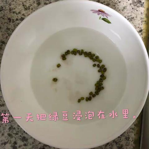 绿豆生长日记（副本）