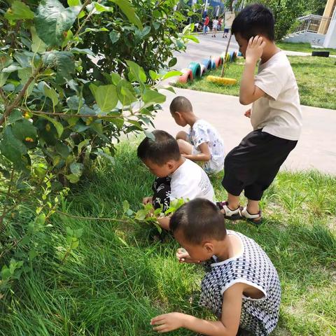 翻滚吧，西瓜虫——高密市第二实验小学幼儿园大一班