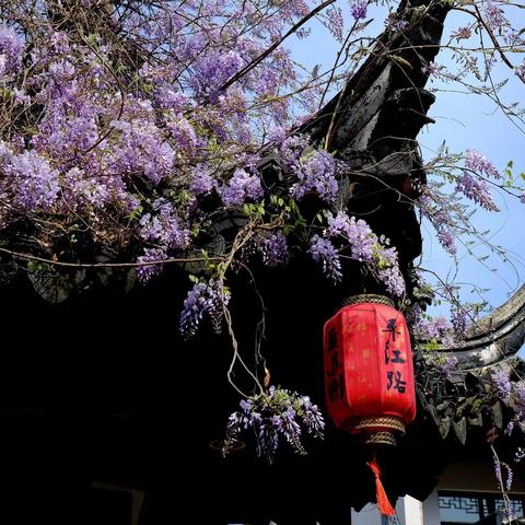 春日迟迟 卉木萋萋🐾