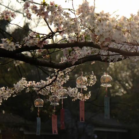 3月下旬拈花湾、鼋头渚赏樱