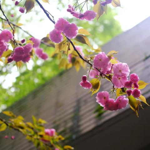 花都开好了🐾🤗