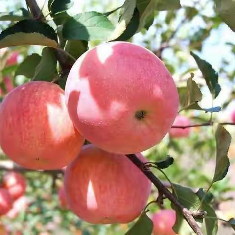 第四幼儿园中二班——硕果累累苹果节🍎