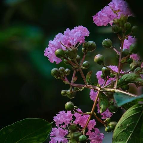 独占芳菲当夏景 不将颜色托春风－－花草系列之