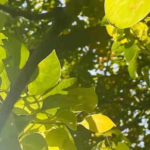 潮玩月｜以乌饭、称重、尝新、粽子、花草蛋迎接盛夏🌿