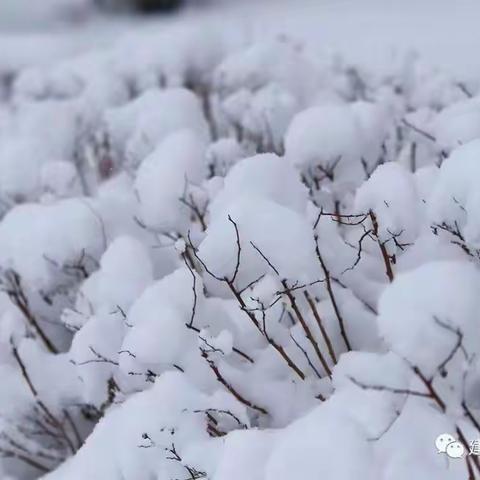 素白的雪花