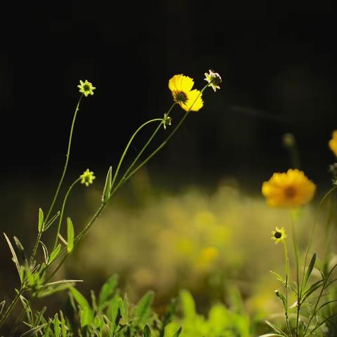 清晨的芭蕾