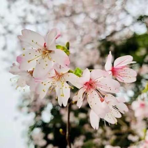 寻找美丽的春天